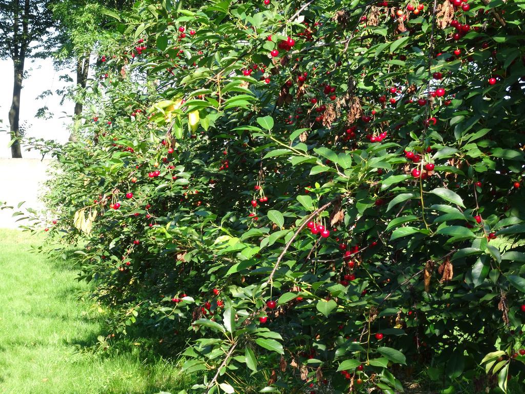 Palac Cielesnica Ngoại thất bức ảnh